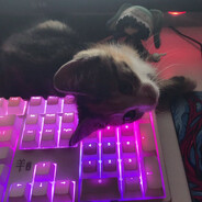 小野兔 - steam id 76561199030497586