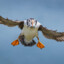 Puffin