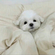 秤今# CSGO周年快乐