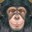 Chimpsy