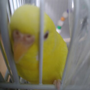 最強インコおいも氏