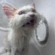 强者就是要羞辱弱者！