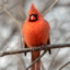 Northern Cardinal