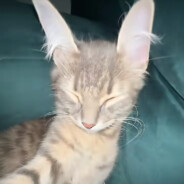 ILᎥ ცԾოცᕱᏕϮᎥ