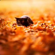CAT_RUS
