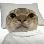 小猫哈俱乐部 CEO