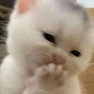 雪莉酒是最可爱的小鸟