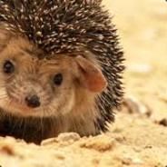 Desert Igel