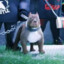 BGD Bully