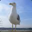 Seagul