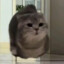 磁悬浮猫猫