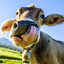 The Cow