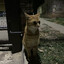 ^7Red^1Cat