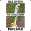 Pato Mar