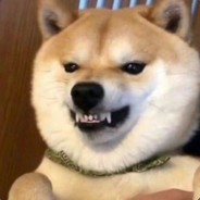 调查奈费勒的小学查出避税