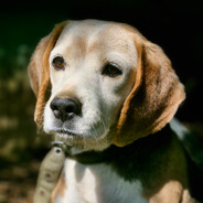 lukaseduardova avatar