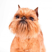 п'яний бабізян