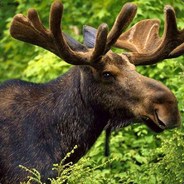 Вагина_Лося