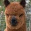 Taylor Llama