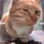 Pusang Gala(McFrozt)
