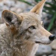 Coyote