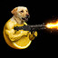 Lemon Labrador