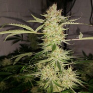 #SkuNk!