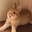 strawbun