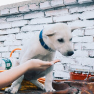 来训练场看我击靶吗