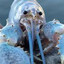 LoBSter Seba