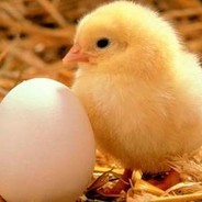 Chicken Dicken's Steam avatar
