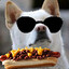 chillidoggo