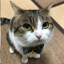 Gatito Lima