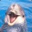 Flipper Dolphin