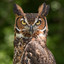 HornedOwl