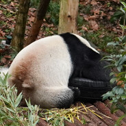 大火爆炒丑丑菊花