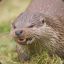 Angry Otter