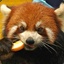 Ailurus Fulgens