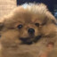 CACHORRO QUE GOSTA DE GORDO