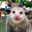 i love opossums :3