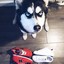 wolf