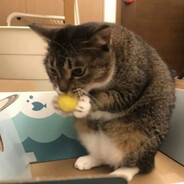 哈基咪重度依赖