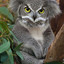 Pandowl