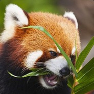 绕圈圈的小熊猫