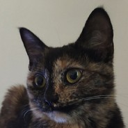 奶茶的猫爬架