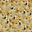 传说中的doge