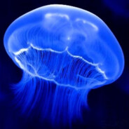 Indoor_Jellyfish
