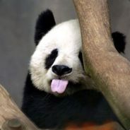 dumas000 - steam id 76561197965466704