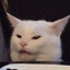 Tofu Delivery Cat