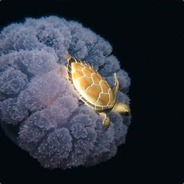 Saires - steam id 76561197965787640